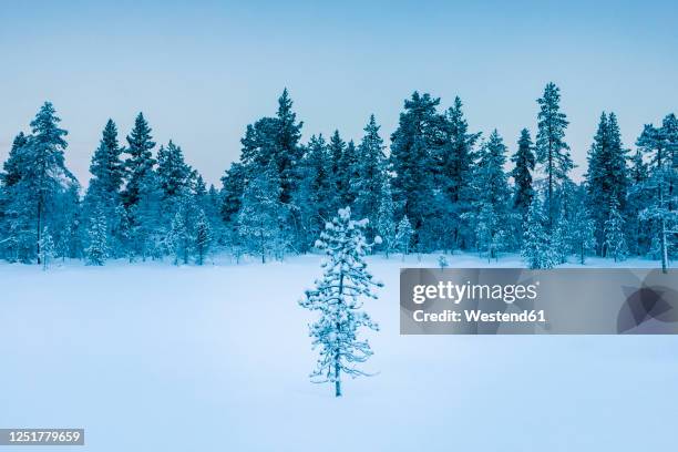 Hetta 106 Hetta Stock Photos, High-Res Pictures, and Images - Getty Images