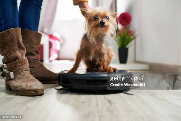 woman placing yorkshire terrier on robotic vacuum cleaner at home - housework humour stock pictures, royalty-free photos & images