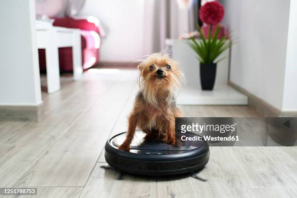 close-up of yorkshire terrier on robotic vacuum cleaner at home - animal close up stock-fotos und bilder
