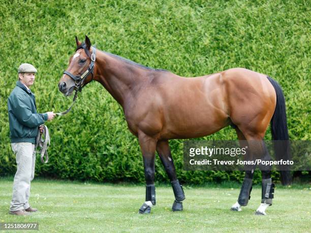 Stallion Man Rob Bowley and Frankel at Juddmonte Farms Banstead Manor Stud, Cheveley, Newmarket, 14th June 2013.