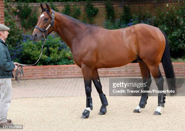Stallion Man Rob Bowley and Frankel at Juddmonte Farms Banstead Manor Stud, Cheveley, Newmarket, 14th June 2013.