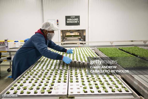 William Brandon places a tray of seedling romaine lettuce on a rack before moving into a growing section at a Bowery farm in Nottingham, Maryland on...