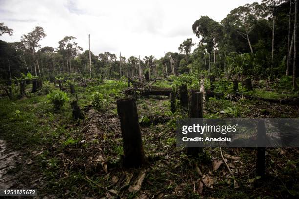 Habitat destruction is causing deforestation in Amazon, Colombia on March 31, 2023. The main cause of this continuous increase in forest exploitation...