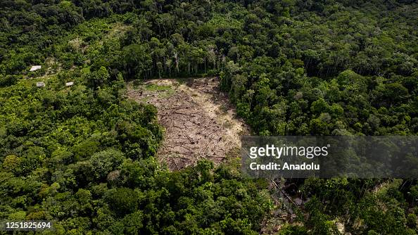 Deforestation on endangered wildlife at the Amazon