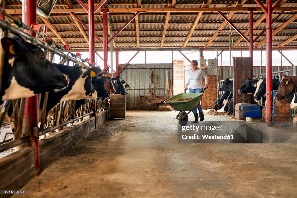 Female farmer carrying hay in wheelbarrow at dairy farm