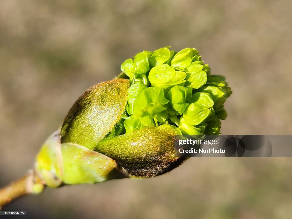 Tree During T Spring Budding branches on a tree during the Spring season in Toronto,... News ...