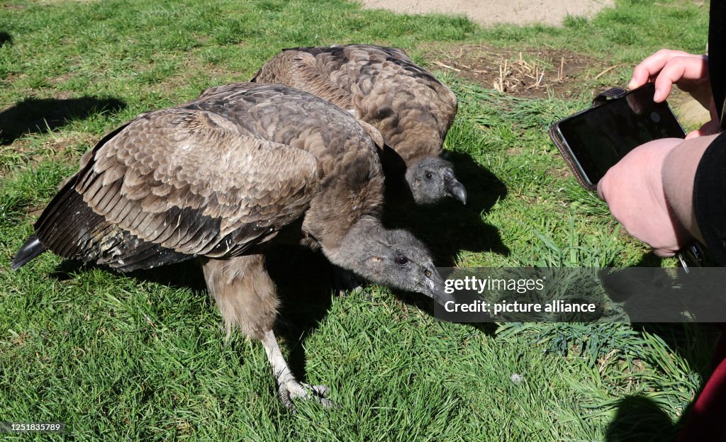 Bird Park Marlow