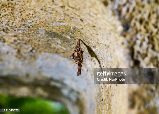 Bagworm moth larva is hanging on the roof of a house in Tehatta, West Bengal, India on April 15th, 2023 .