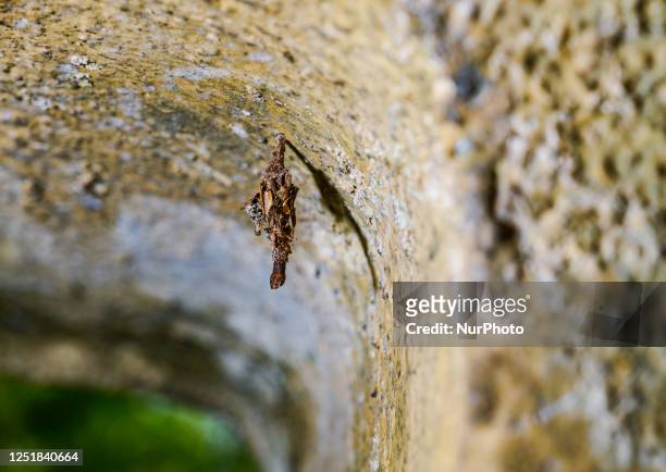 Bagworm moth larva is hanging on the roof of a house in Tehatta, West Bengal, India on April 15th, 2023 .