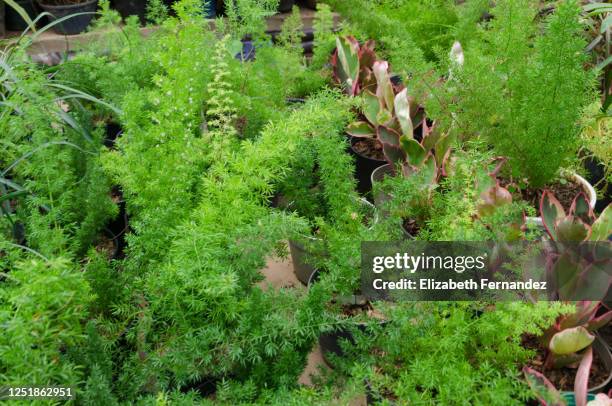 foxtail fern (asparagus densiflorus) 'myersii', syn. myers asparagus - asparagus photos et images de collection