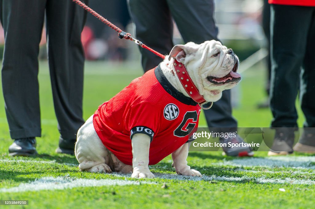 Uga Spring Game Uga X, the winningest mascot in University of Georgia history, on his ...