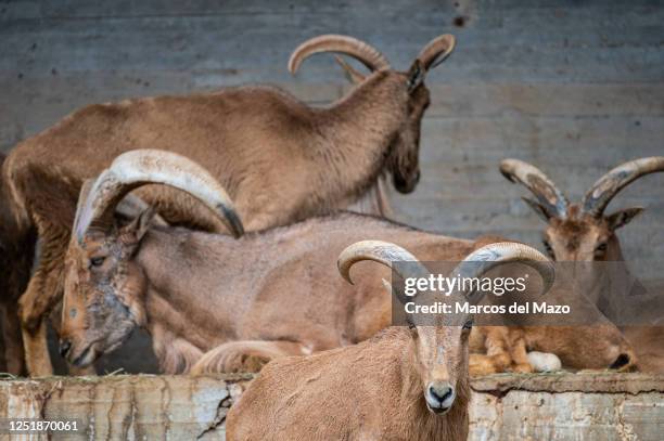 Barbary sheep , also known as aoudad, pictured in their enclosure at Madrid Zoo.