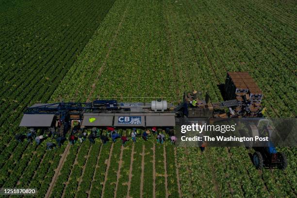 Workers harvest romaine lettuce from the fields at the Elmore Desert Ranch on March 3, 2023 in Brawley, Ca. The farmers of California's Imperial...