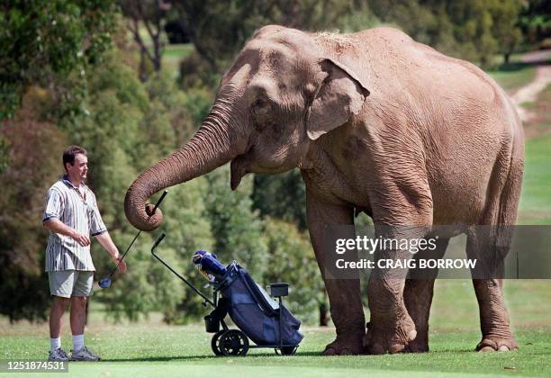 Abu the Asian elephant prepares for a round of golf with Matt Pickersgill at the Woorayl Golf Club in Leongatha, south of Melbourne 07 March, 2000....