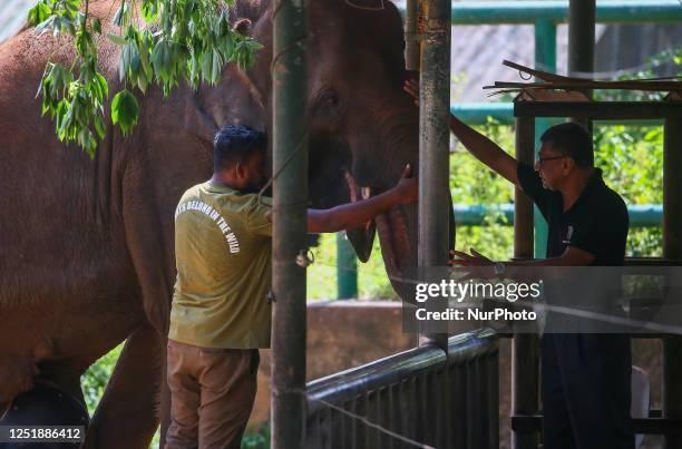 Wildlife Ranger anoints a disabled elephant in the Udawalawe Elephant Transit Home in Udawalawe, about 160 kilometers southeast of Colombo on April...