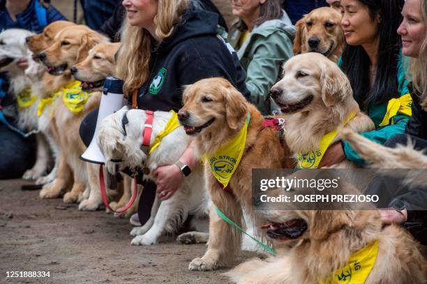 Dozens of golden retrievers gather with their owners, and some other breeds, to pose for photos and play together in Boston, Massachusetts, on April...