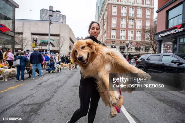 Person carries their retriever away as dozens of golden retrievers, and their owners, walk together by the Boston Marathon finish line in Boston,...