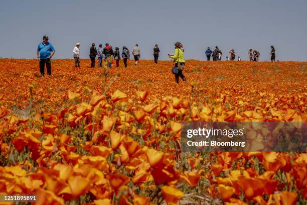 Visitors walk in a field of wildflowers at the Antelope Valley Poppy Reserve in Lancaster, California, US, on Friday, April 14, 2023. The...