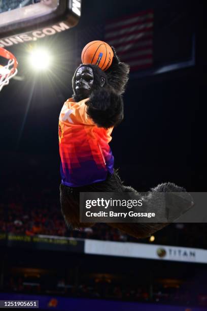 311 Phoenix Suns Gorilla Mascot Stock Photos, High-Res Pictures