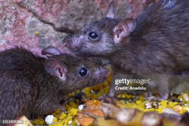 Rats are seen inside the Karni Mata temple "Temple of rats" where thousands of rats are fed, protected, and worshipped throughout the year, in...