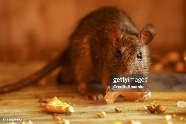 Rat is seen inside the Karni Mata temple "Temple of rats" where thousands of rats are fed, protected, and worshipped throughout the year, in Deshnoke...