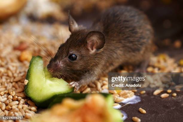 Rat is seen inside the Karni Mata temple "Temple of rats" where thousands of rats are fed, protected, and worshipped throughout the year, in Deshnoke...