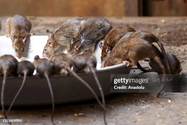 Rats are seen inside the Karni Mata temple "Temple of rats" where thousands of rats are fed, protected, and worshipped throughout the year, in...