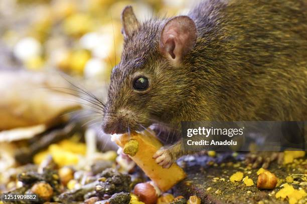 Rat is seen inside the Karni Mata temple "Temple of rats" where thousands of rats are fed, protected, and worshipped throughout the year, in Deshnoke...