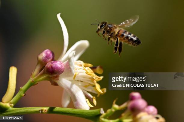 Honey bee flies towards a lemon tree flower in Marseille, southern France, on April 16, 2023.