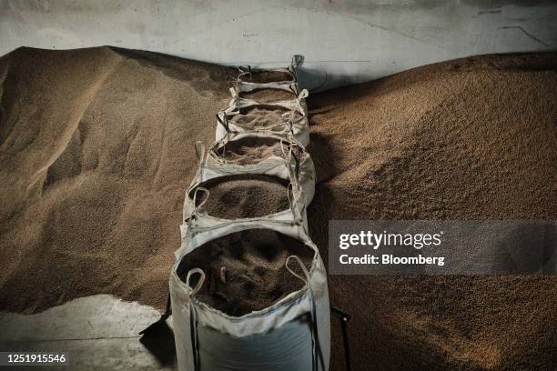 Unsold rye and corn grain on the farm of a member of the AgroUnia union in Sedziejowo, Poland, on Monday, April 17, 2023. The European Union slammed...