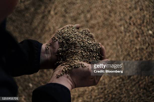 Farmer and member of the AgroUnia union inspects unsold rye grain stores on a farm in Sedziejowo, Poland, on Monday, April 17, 2023. The European...