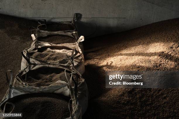 Unsold rye and corn grain on the farm of a member of the AgroUnia union in Sedziejowo, Poland, on Monday, April 17, 2023. The European Union slammed...