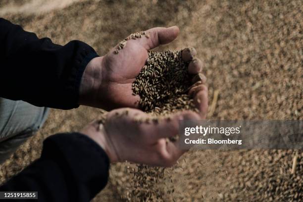 Farmer and member of the AgroUnia union inspects unsold rye grain stores on a farm in Sedziejowo, Poland, on Monday, April 17, 2023. The European...
