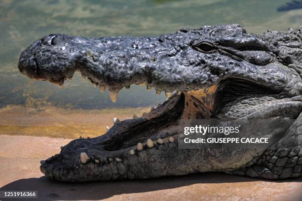 Crocodile lies with its mouth open on the edge of the water at the Dubai Crocodile Park in Dubai on April 17, 2023.