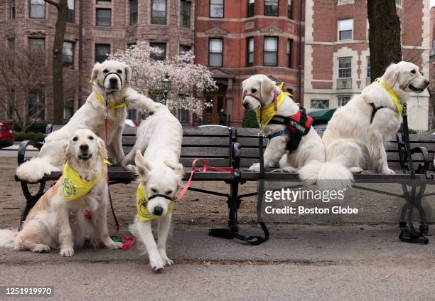Boston, MA A group of golden retrievers broke after posing for a photo en route to a meet up for a "Golden Strong" group photo on the Boston Common...