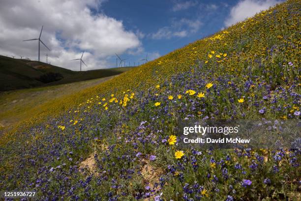 Wildflowers spread over hills as wind turbines create electricity on April 16, 2023 near Cameron, California. Spectacular wildflower blooms, referred...