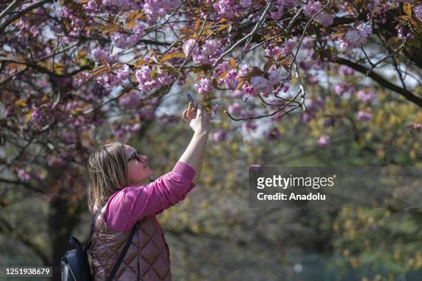 Woman takes a photo of cherry blossom as people enjoy their day at Greenwich Park during spring in London, United Kingdom on April 17, 2023.
