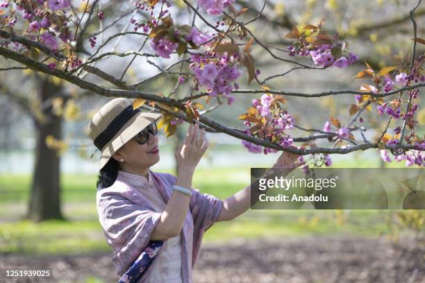 Woman poses for photo near cherry blossom as people enjoy their day at Greenwich Park during spring in London, United Kingdom on April 17, 2023.