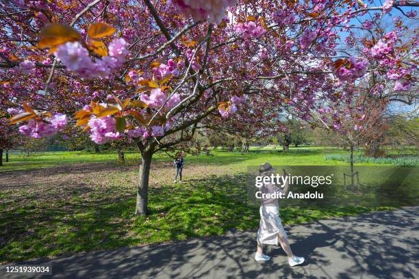 Woman poses for photo near cherry blossom as people enjoy their day at Greenwich Park during spring in London, United Kingdom on April 17, 2023.