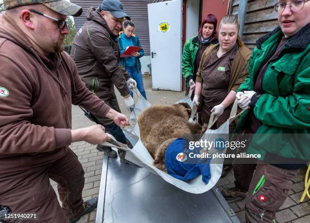 April 2023, Mecklenburg-Western Pomerania, Stuer: Helpers carry the anesthetized bear Ida, who was born in 1995 in the Stendal Zoo, to the operating...