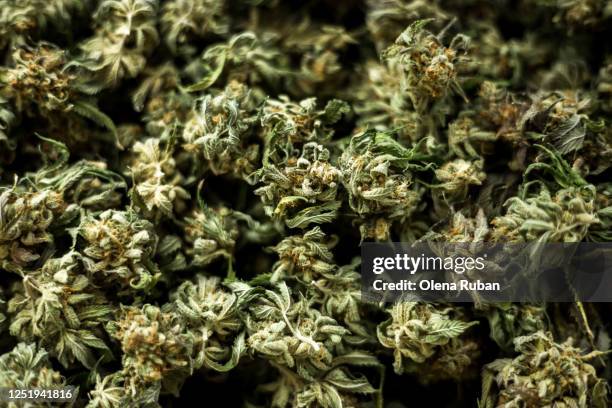 beautiful green cones of marijuana close up - cannabis dispensary stock pictures, royalty-free photos & images