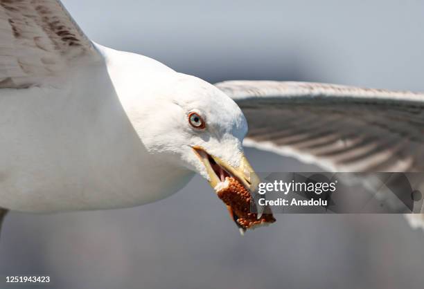 Woman feeds seagull with a simit, a circular bread, as daily life continues in Istanbul, Turkiye on April 18, 2023.