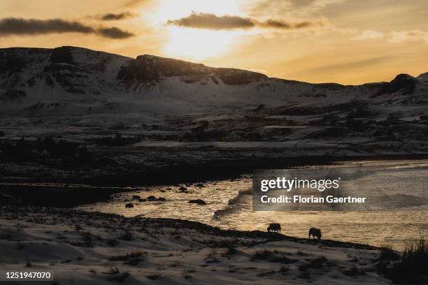 Two sheeps are pictured as silhouette in front of the setting sun on March 09, 2023 in Staffin, United Kingdom.