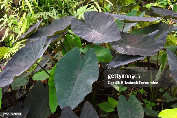 colocasia esculenta 'black magic', common name: taro - taro stock pictures, royalty-free photos & images