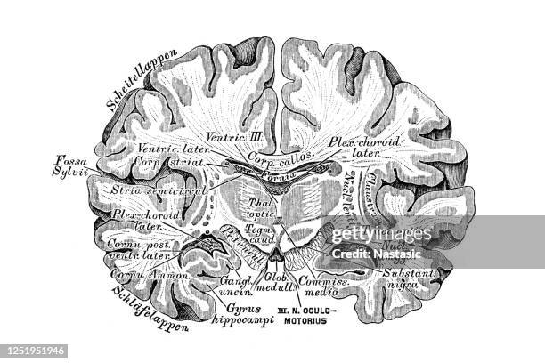 frontal section through the cerebrum - frontaal stock illustrations