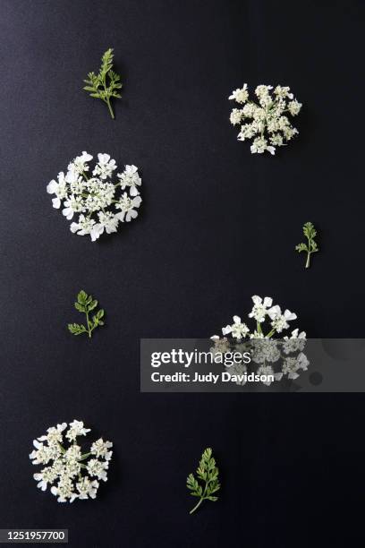 individual heads of queen anne's lace on black background - anne white stock pictures, royalty-free photos & images