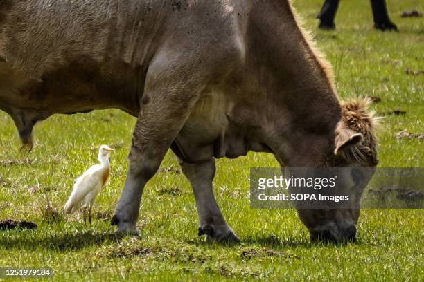 Western Cattle Egret rests next to a cow feeding in a field near Manatee lake.