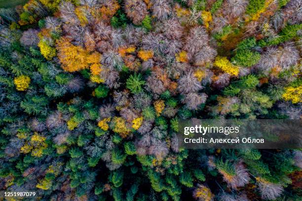 aerial view autumn landscape in bavaria near miesbach. top view of the autumn forest. beautiful autumn colors. yellow and green trees - bavarian forest stock pictures, royalty-free photos & images