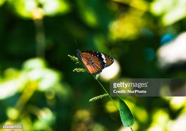 The plain tiger butterfly also known as African queen, or African monarch, is a medium-sized butterfly widespread in Asia, Australia, and Africa. It...