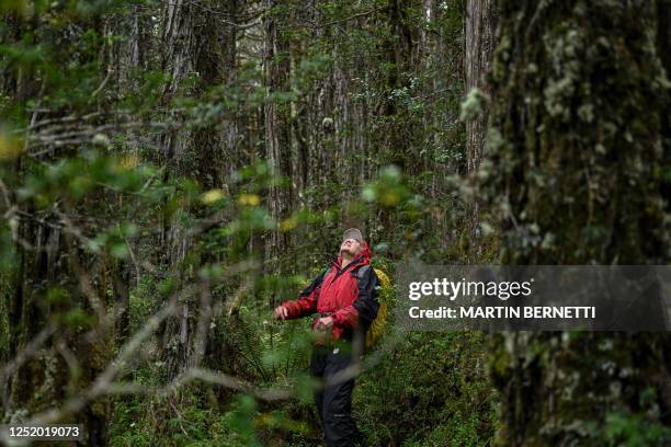 Antonio Lara, a researcher from the laboratory of the Faculty of Science and Climate of the Austral University, looks at larch trees at the Alerce...